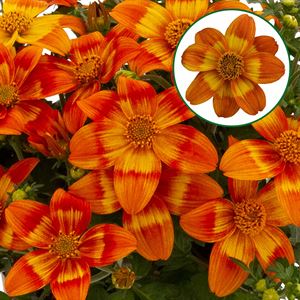 Bild von Bidens P12 Orange